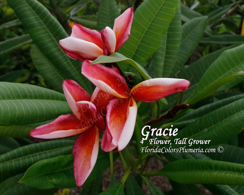 Gracie plumeria photo