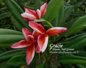 Gracie plumeria photo