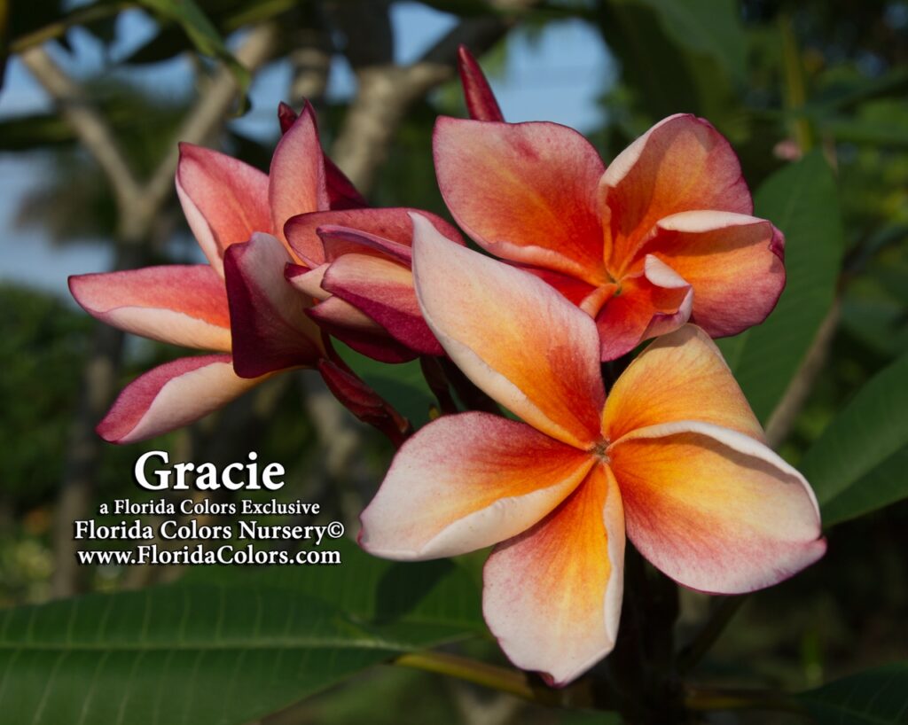 Gracie plumeria photo