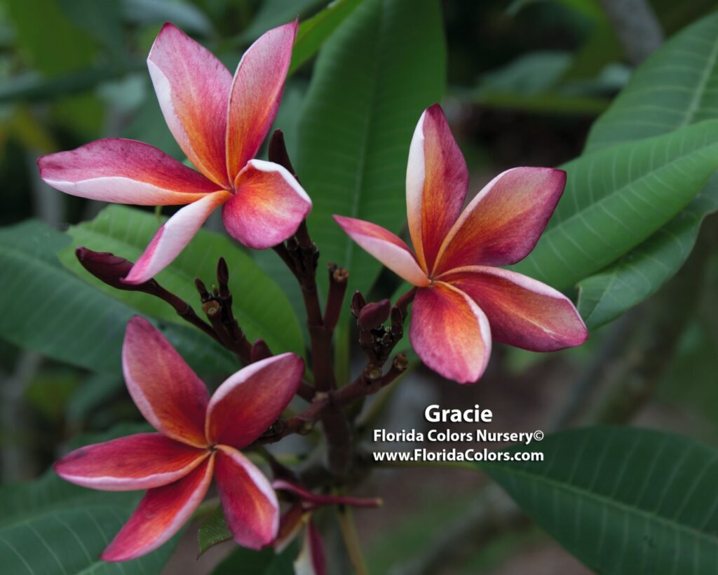 Gracie plumeria photo