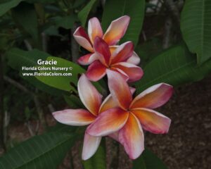 Gracie plumeria photo