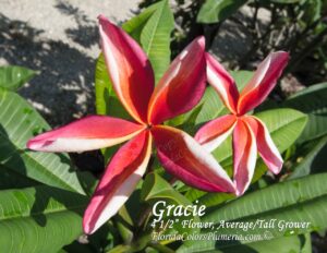Gracie plumeria photo