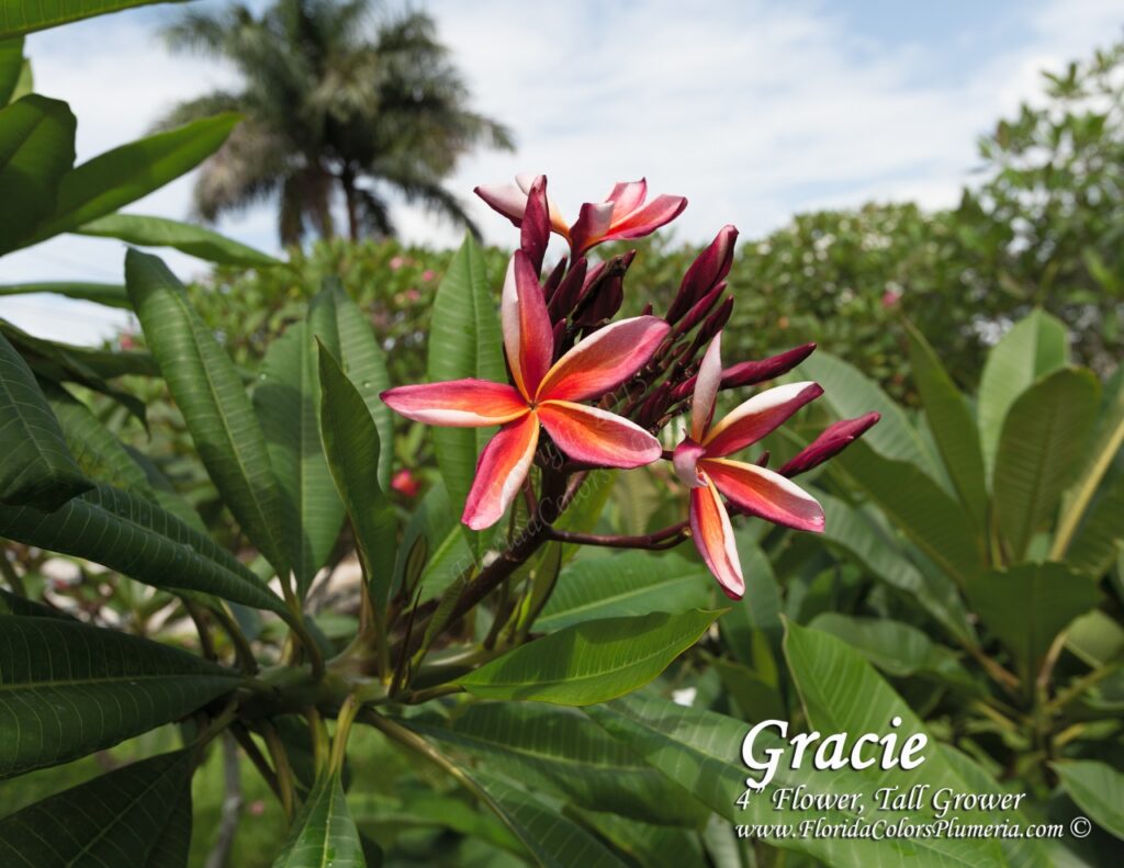 Gracie plumeria photo