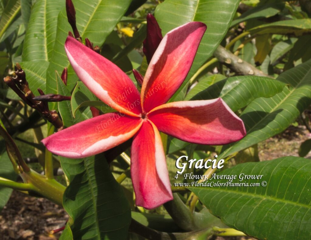 Gracie plumeria photo