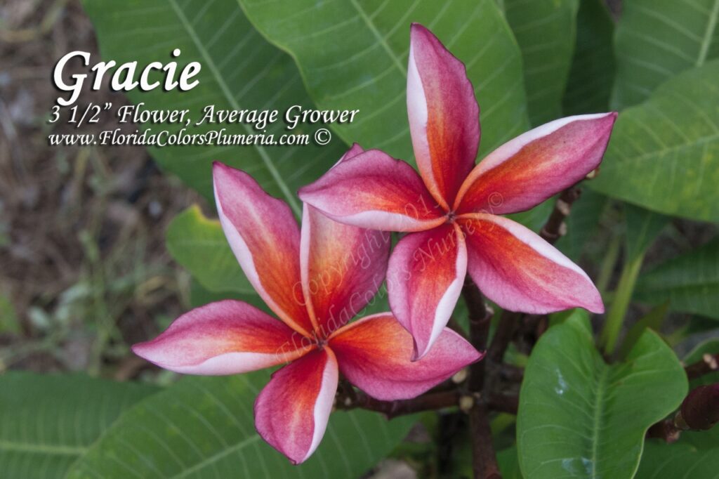 Gracie plumeria photo