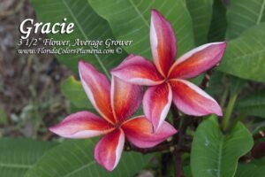 Gracie plumeria photo