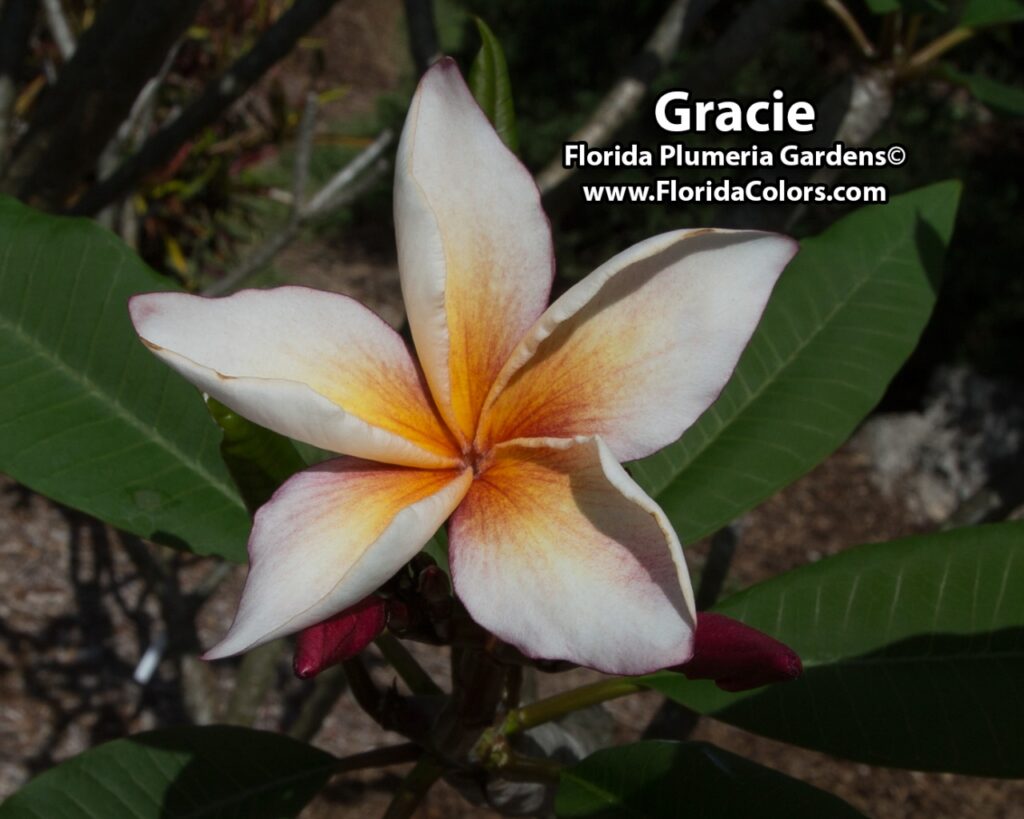 Gracie plumeria photo