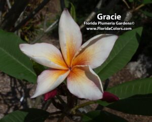 Gracie thumbnail