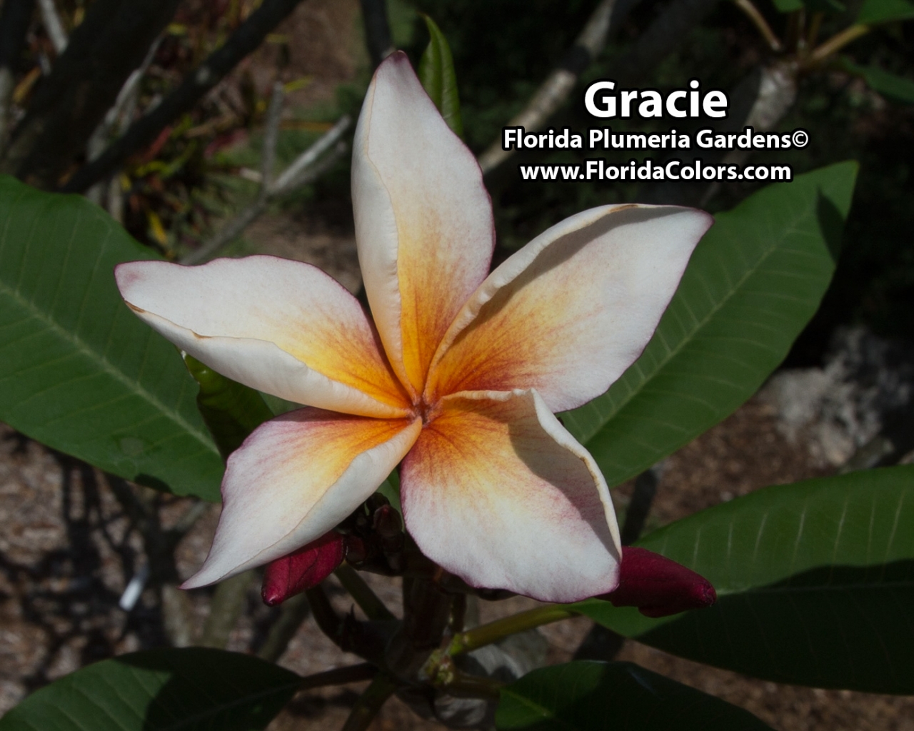 Gracie plumeria photo