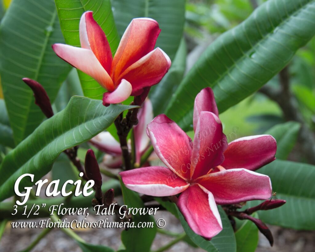 Gracie plumeria photo