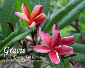 Gracie plumeria photo