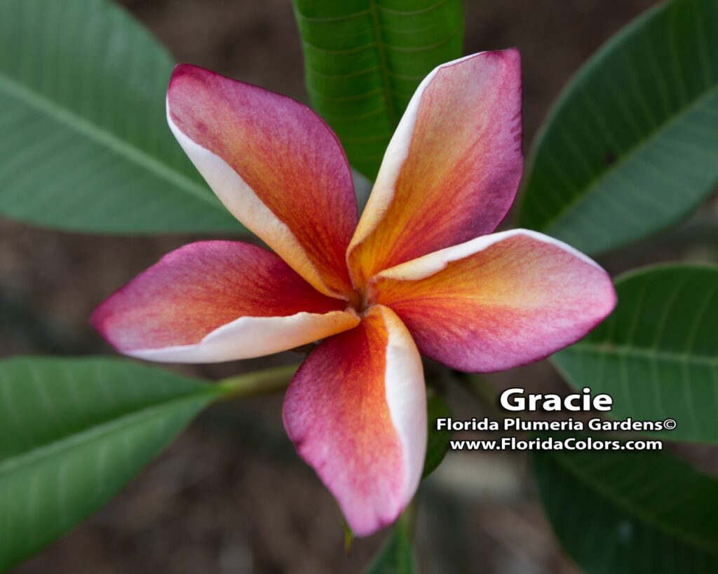 Gracie plumeria photo