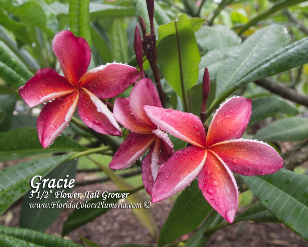 Gracie plumeria photo