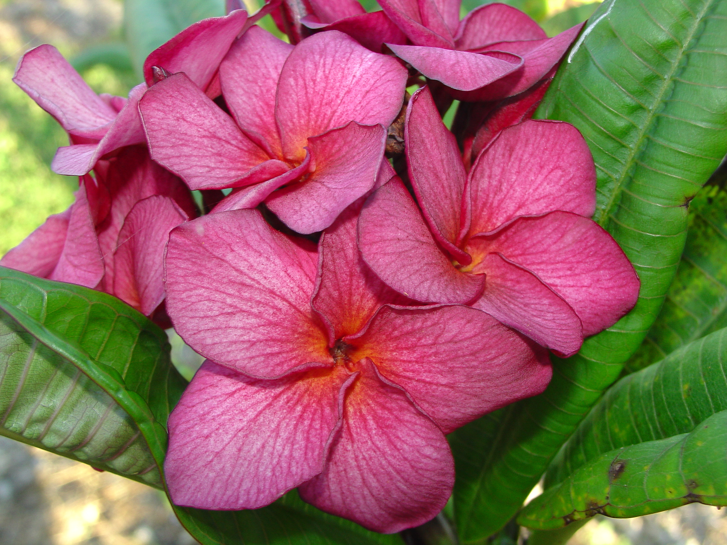 Grapette plumeria photo
