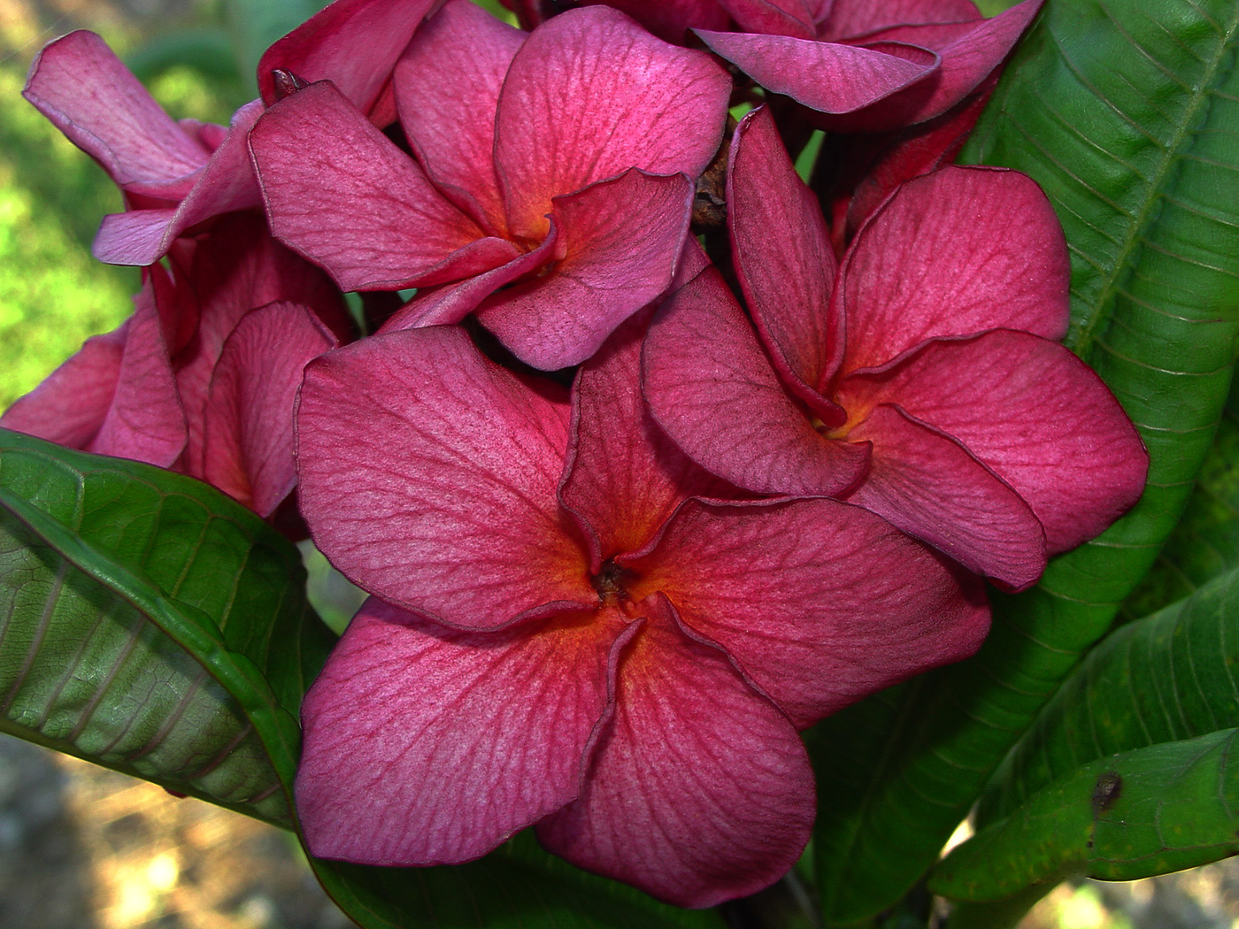 Grapette plumeria photo