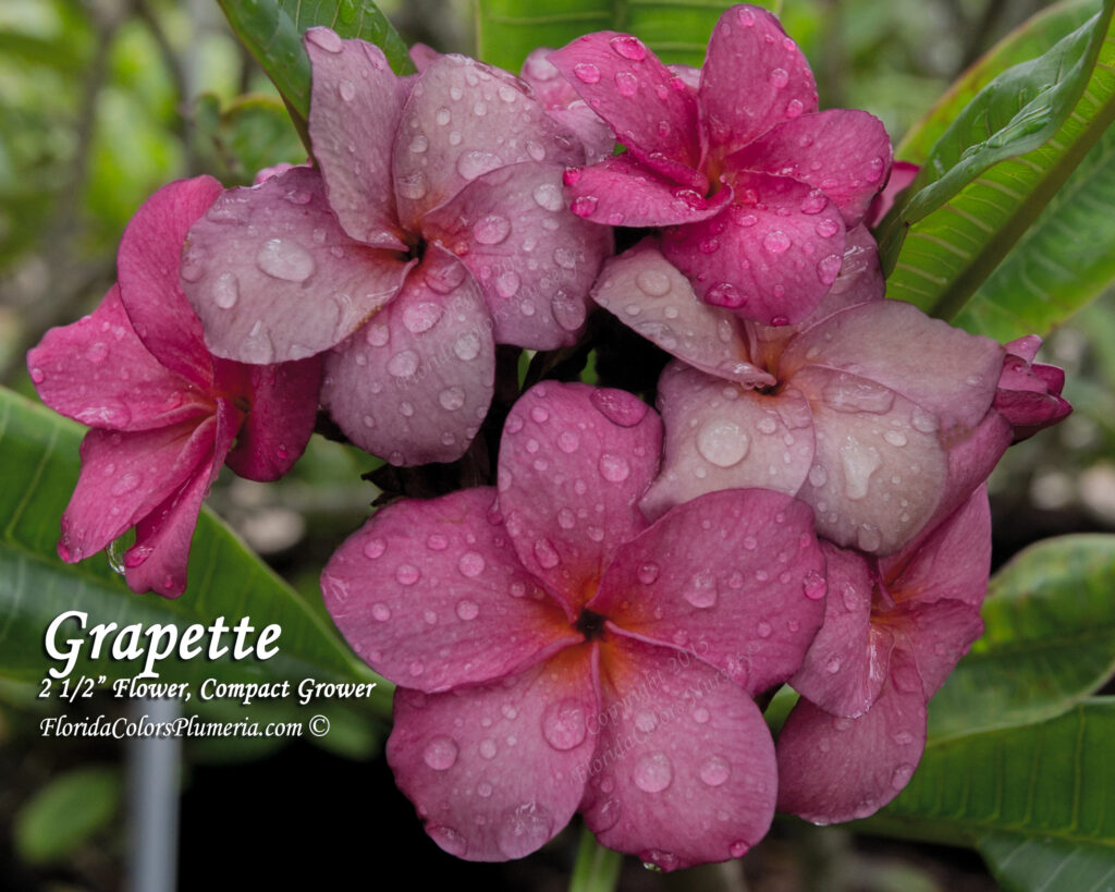 Grapette plumeria photo