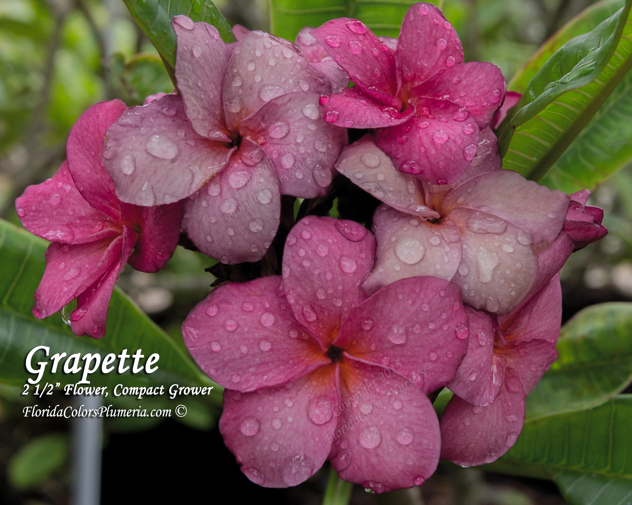 Grapette plumeria photo