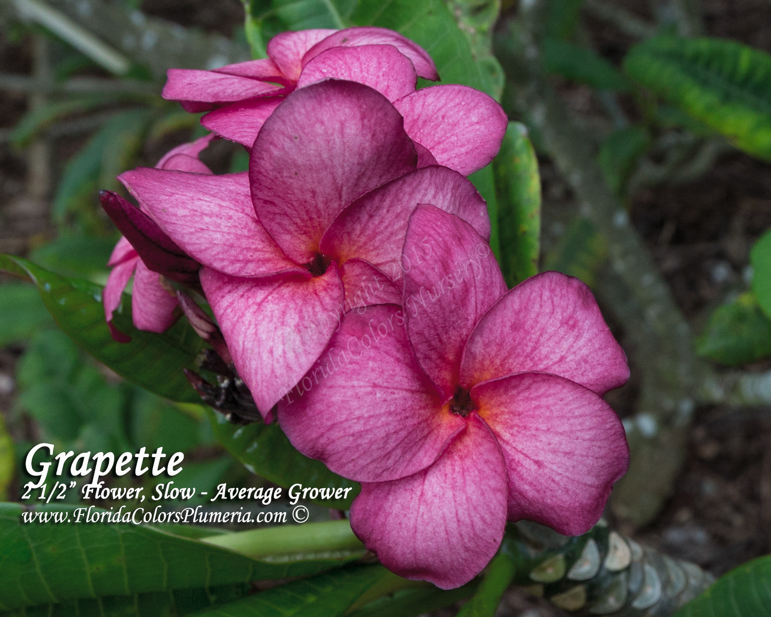 Grapette plumeria photo