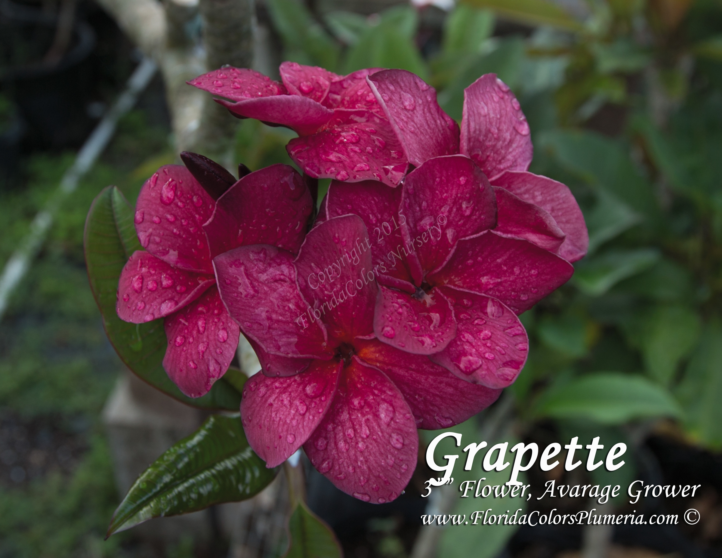 Grapette plumeria photo