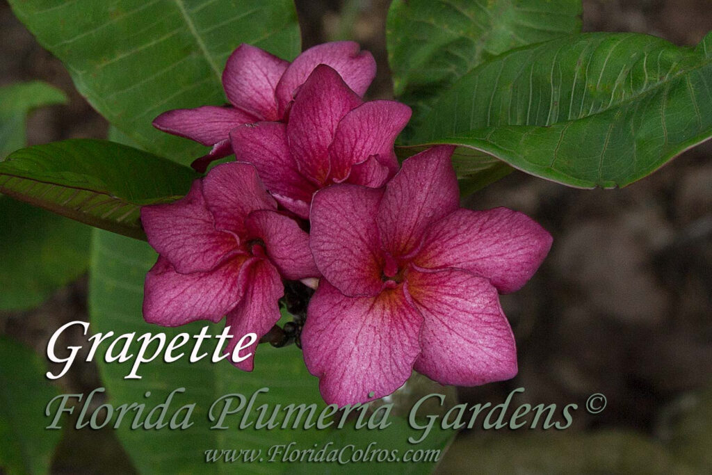 Grapette plumeria photo