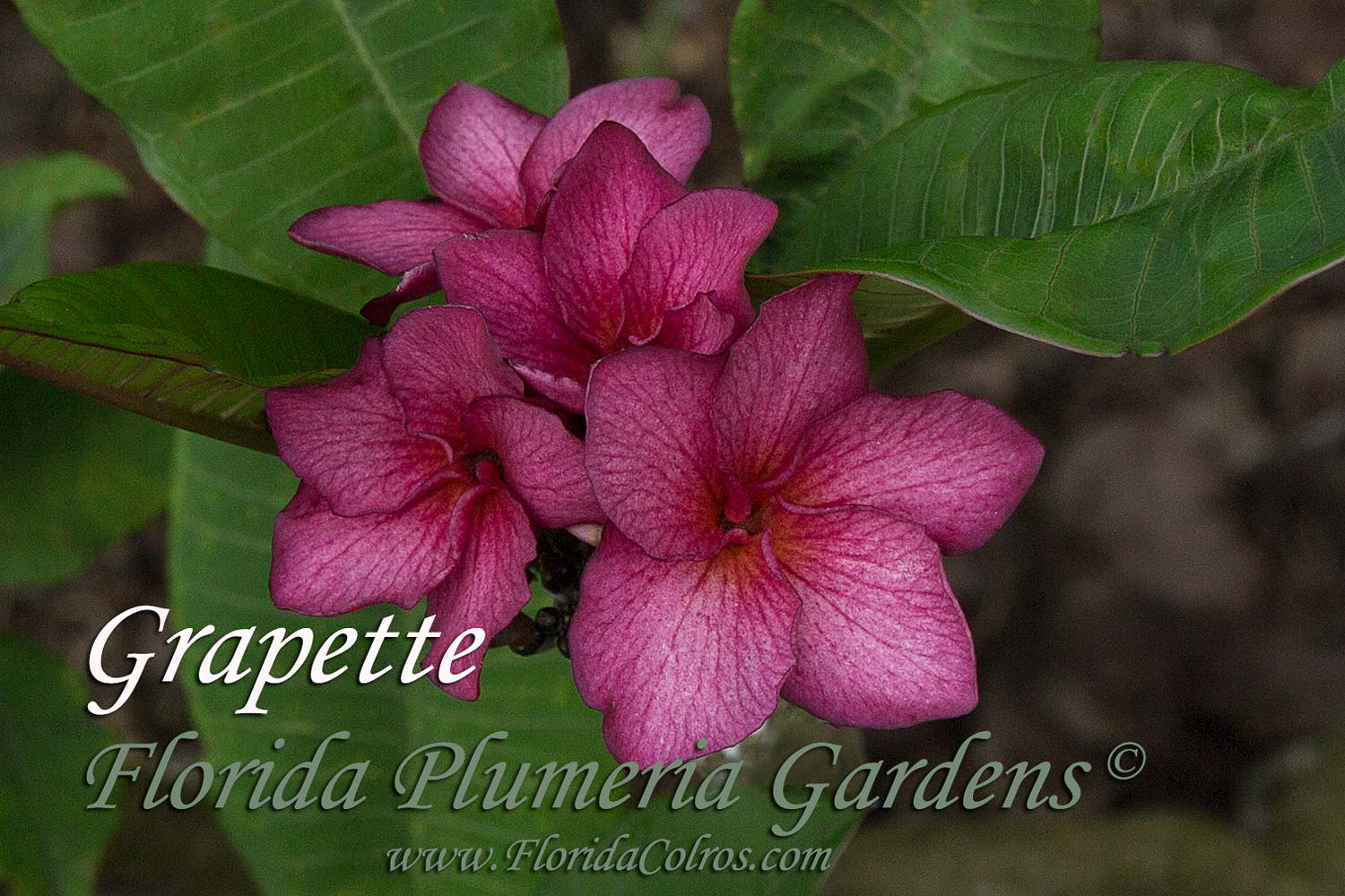 Grapette plumeria photo