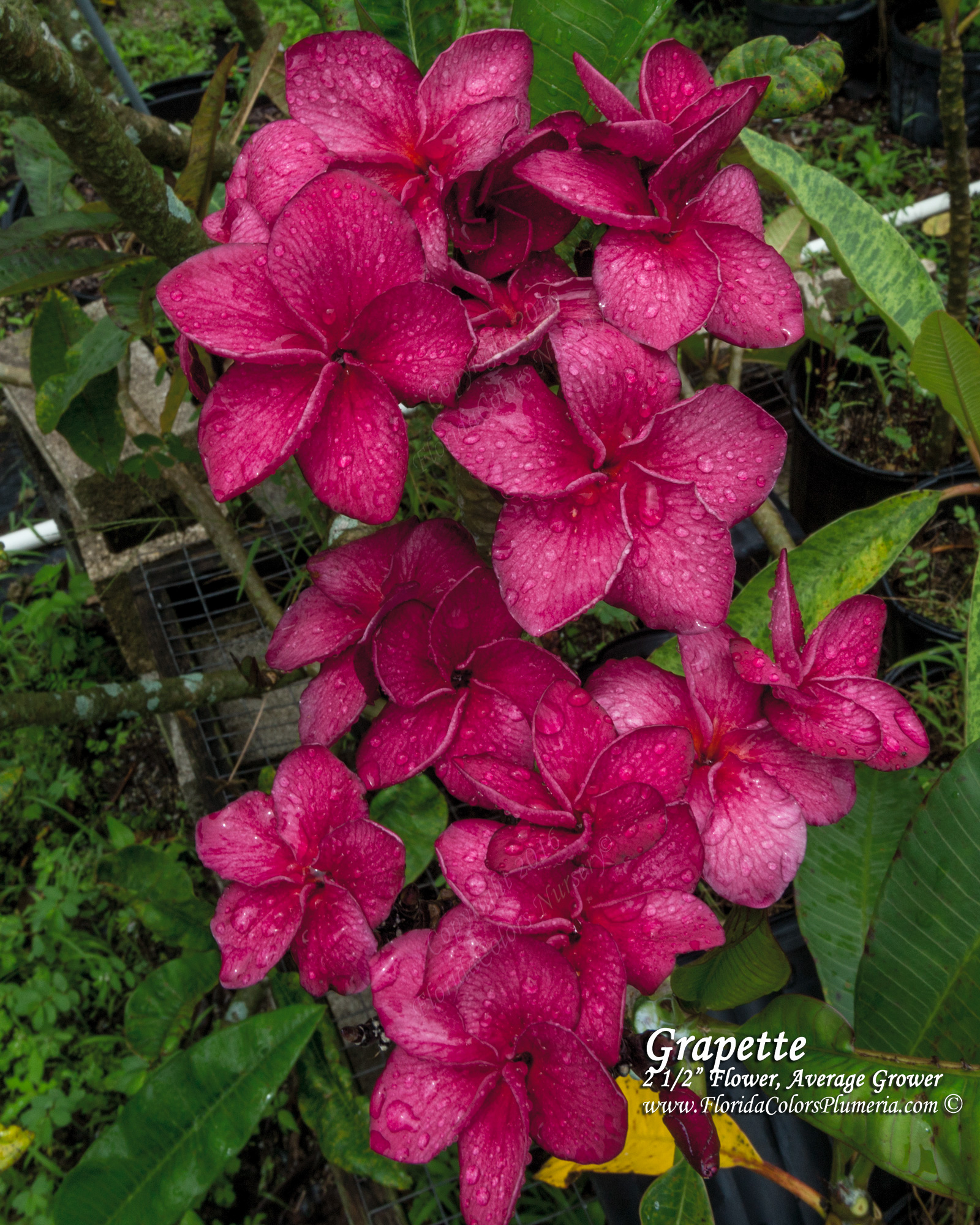Grapette plumeria photo
