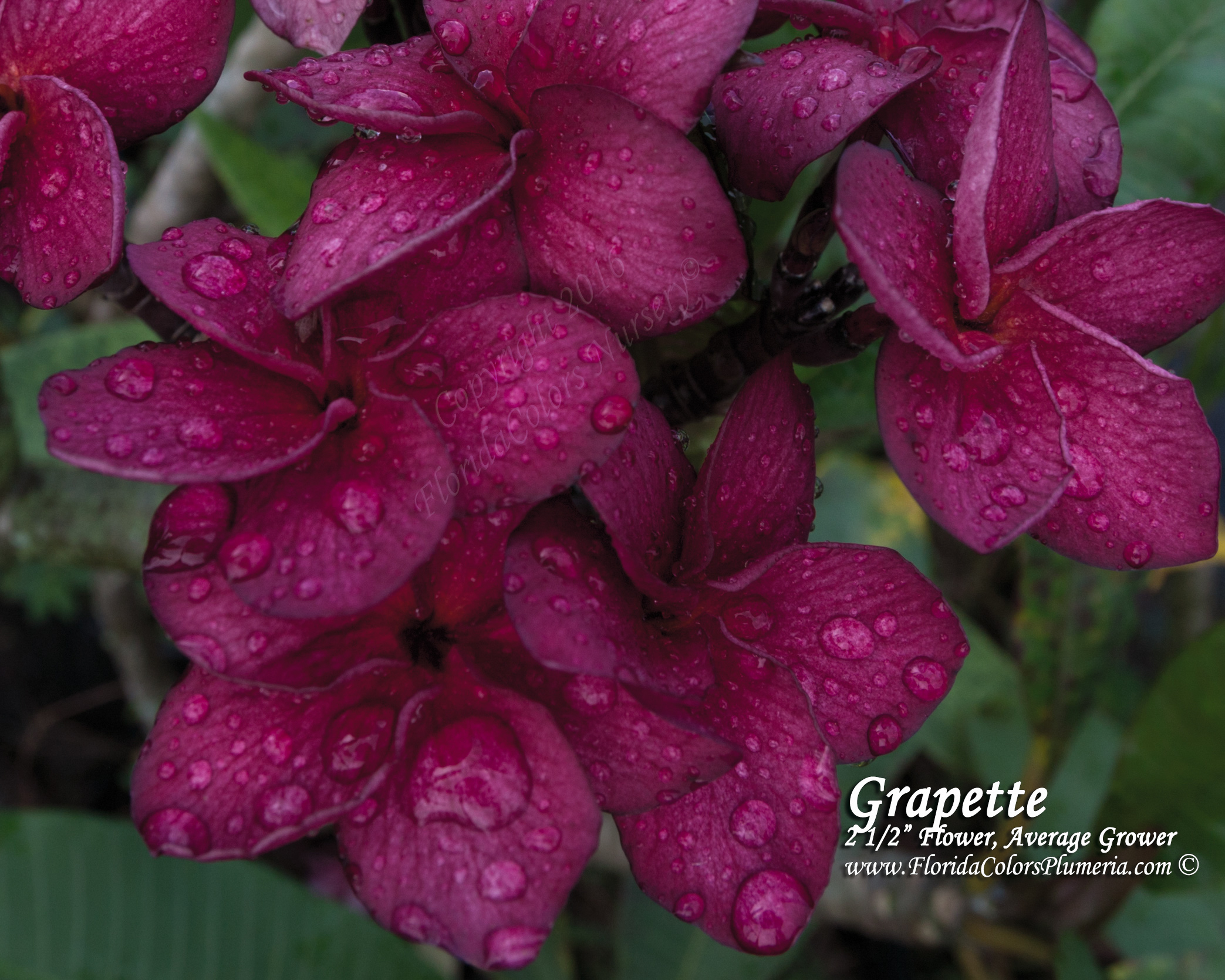 Grapette plumeria photo