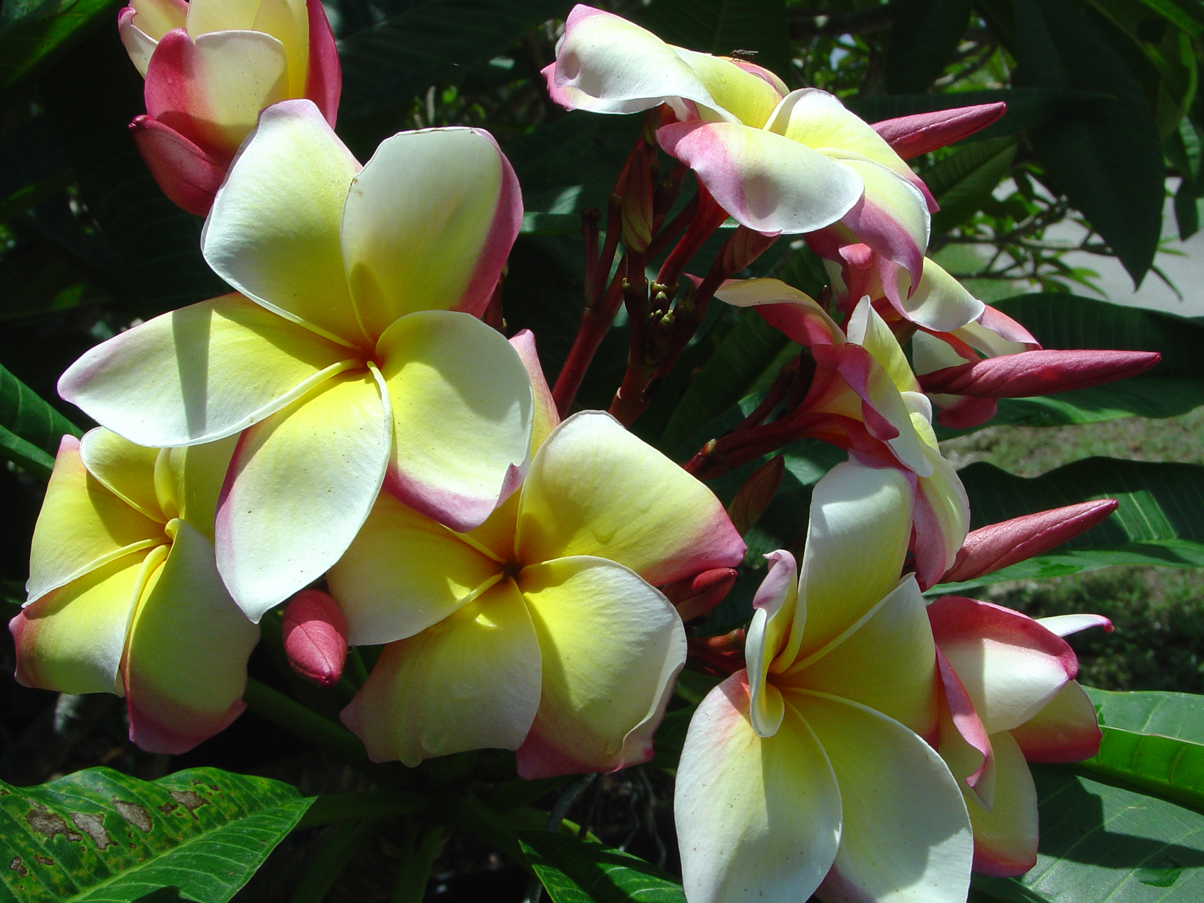 Great Yellow Rainbow plumeria photo