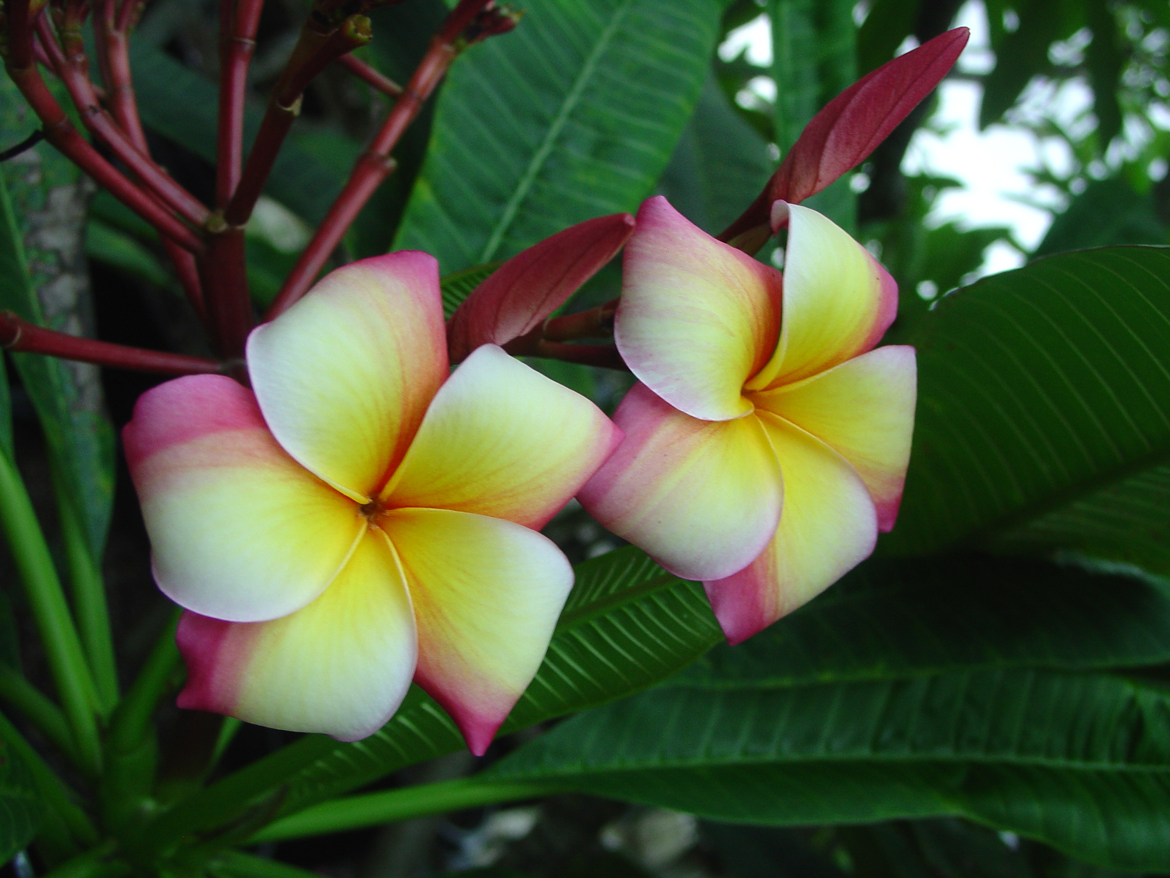 Great Yellow Rainbow plumeria photo