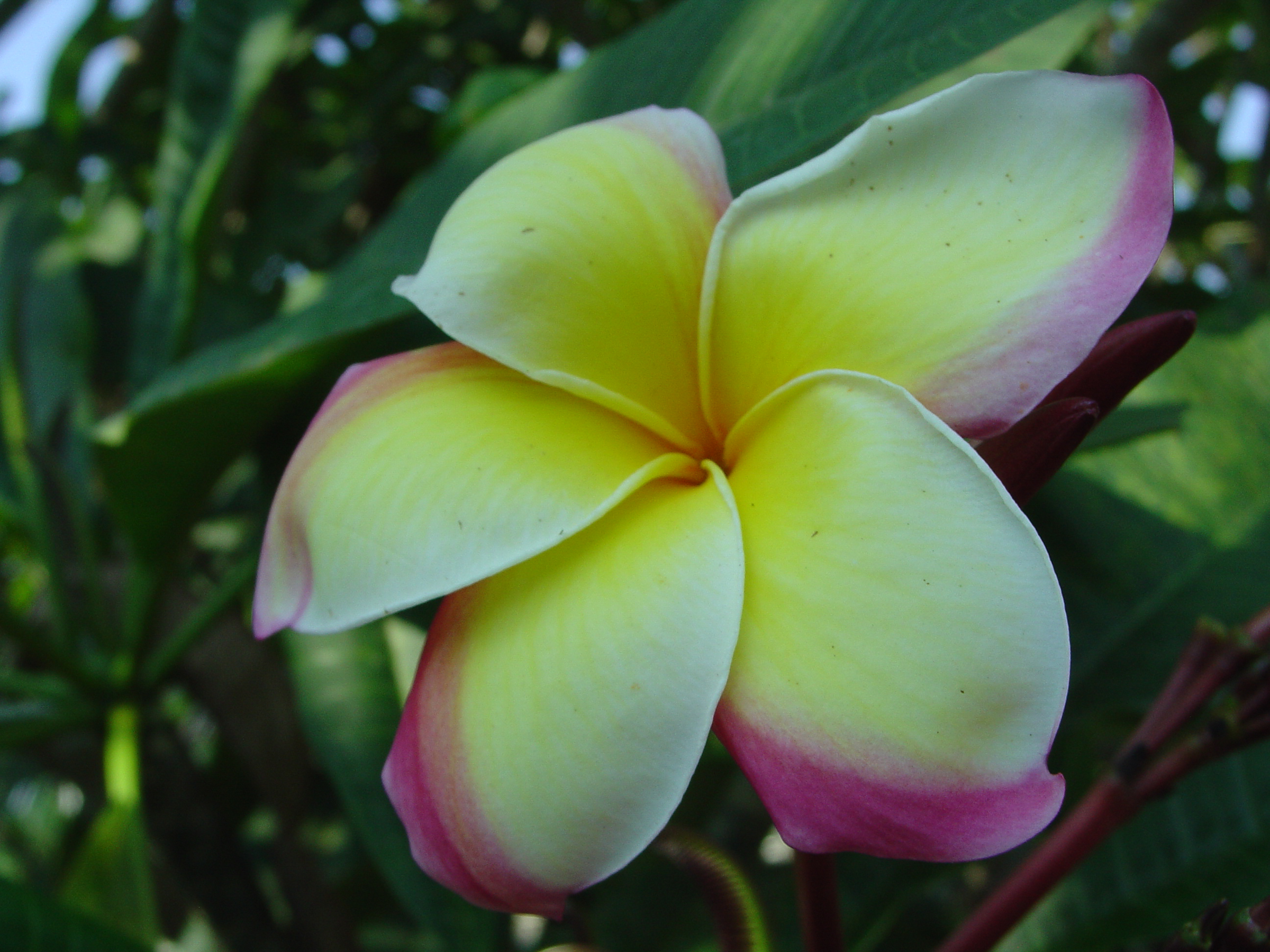 Great Yellow Rainbow plumeria photo