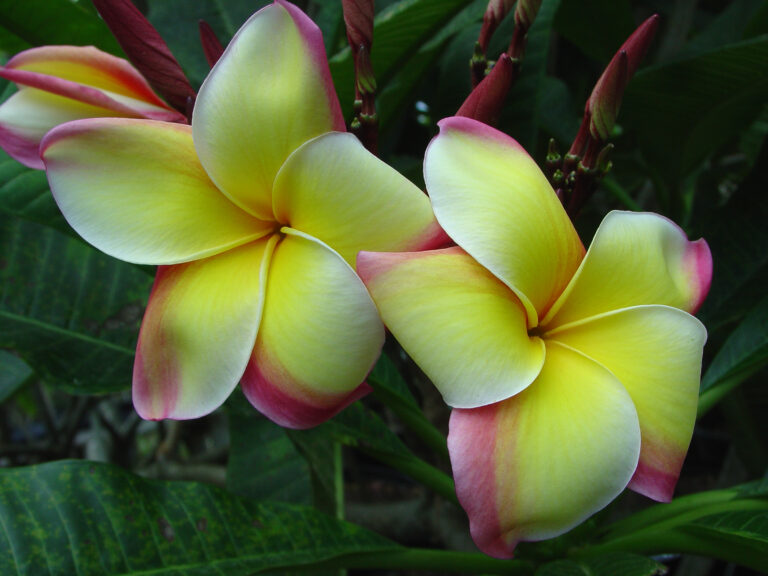 Great Yellow Rainbow plumeria photo
