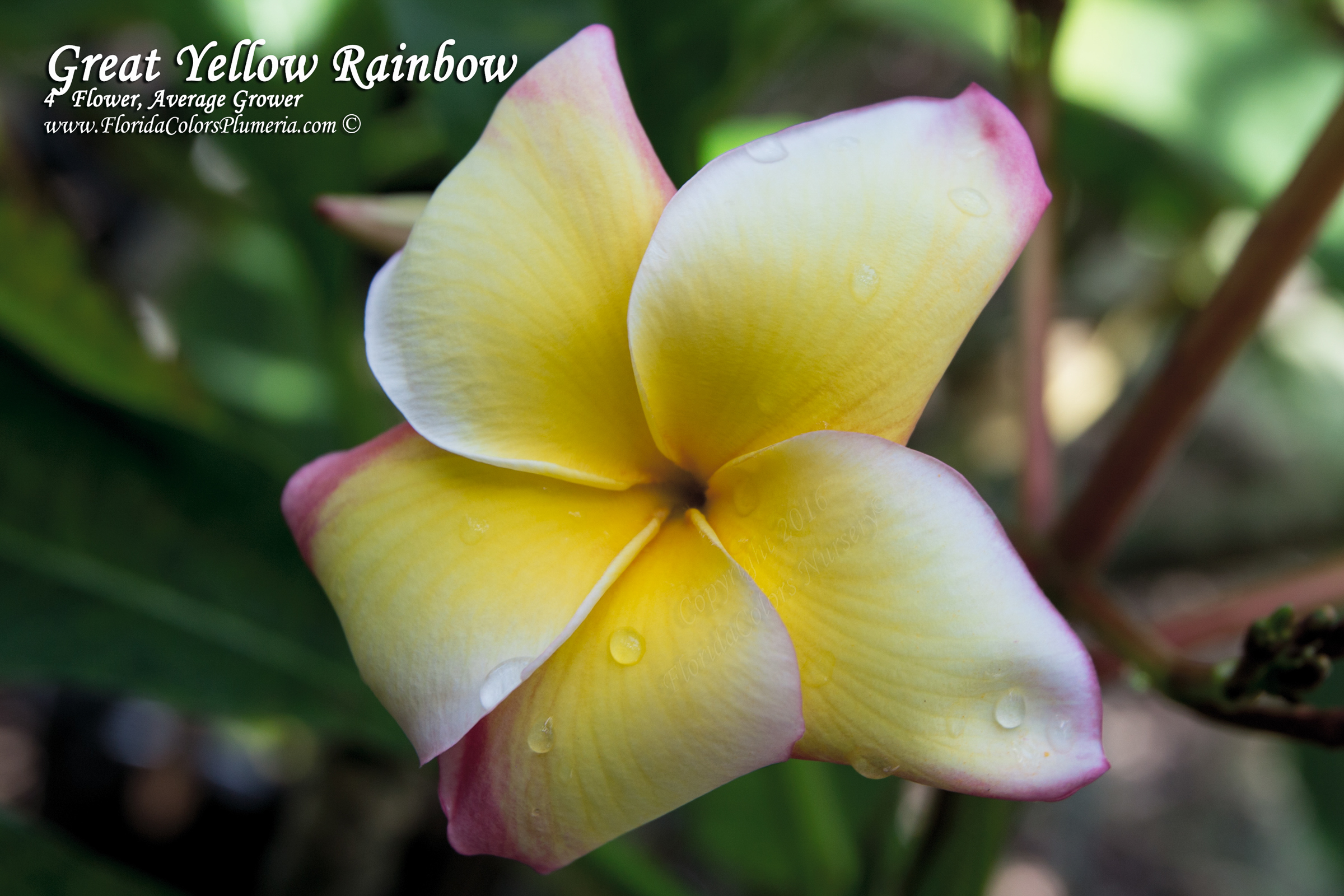 Great Yellow Rainbow plumeria photo