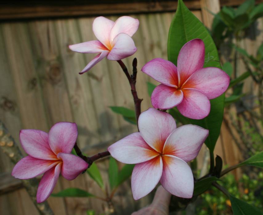 Grove Farm plumeria photo