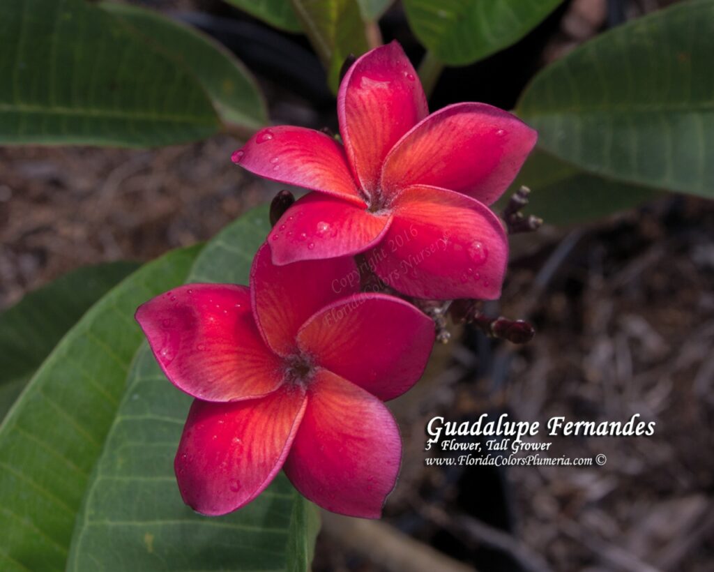 Guadalupe Fernandez plumeria photo