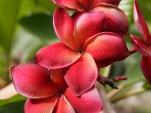 Guadalupe Fernandez plumeria photo