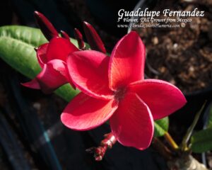 Guadalupe Fernandez plumeria photo