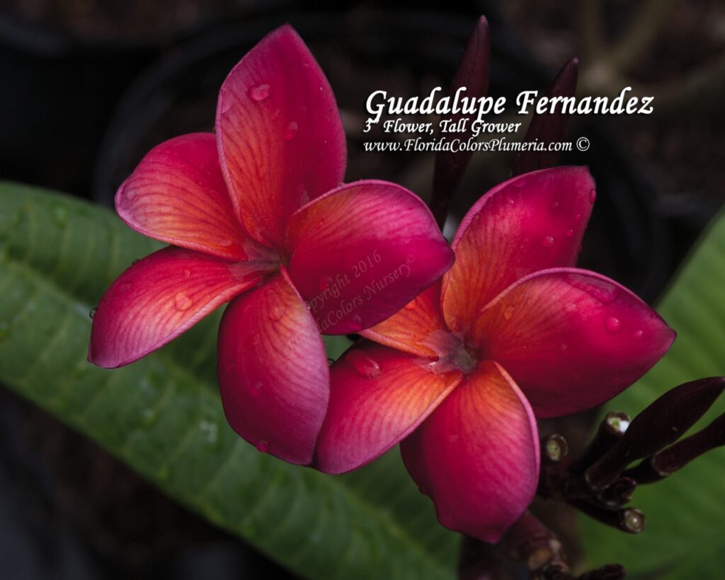 Guadalupe Fernandez plumeria photo