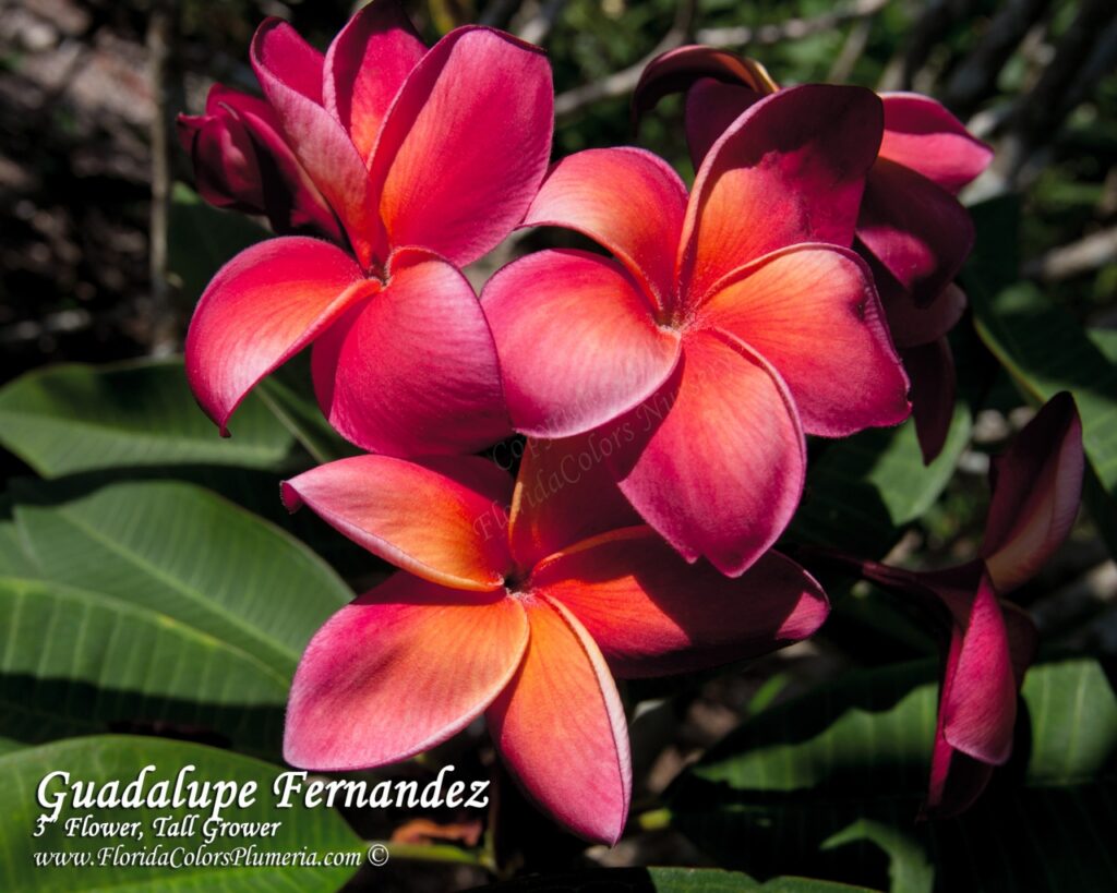Guadalupe Fernandez plumeria photo