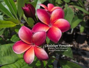Guadalupe Fernandez plumeria photo