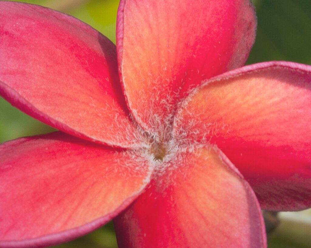 Guadalupe Fernandez plumeria photo