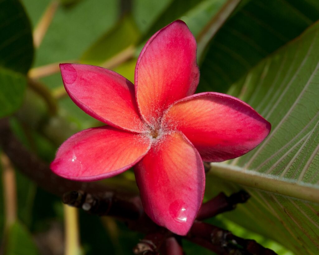 Guadalupe Fernandez plumeria photo