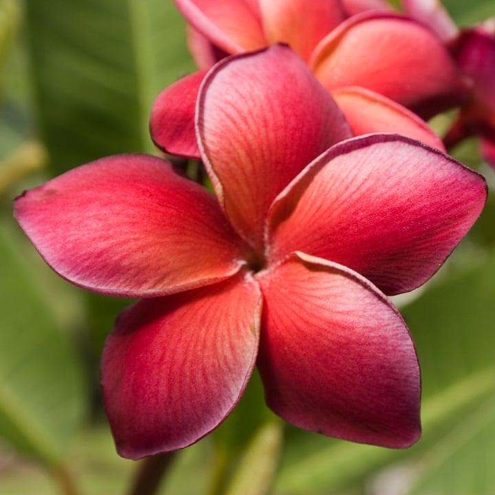 Guadalupe Fernandez plumeria flower