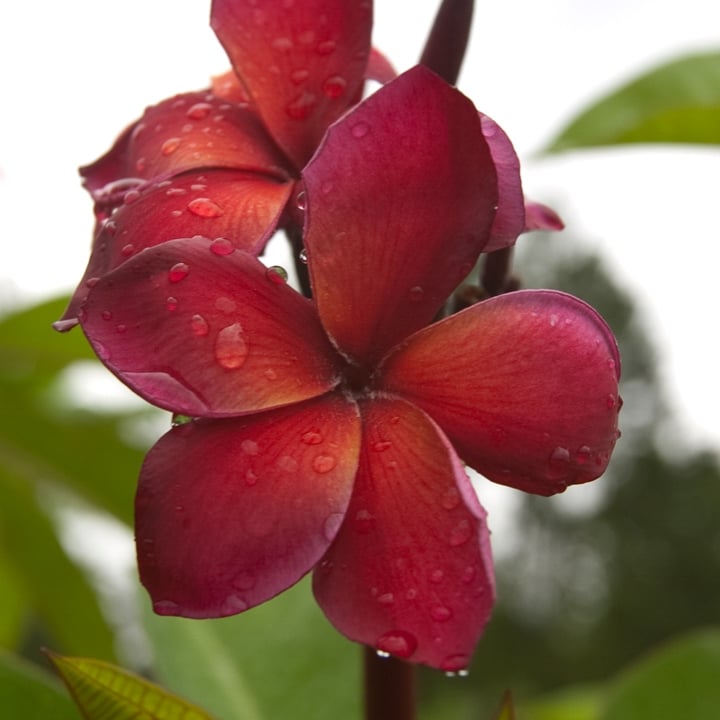 Guadalupe Fernandez plumeria flower