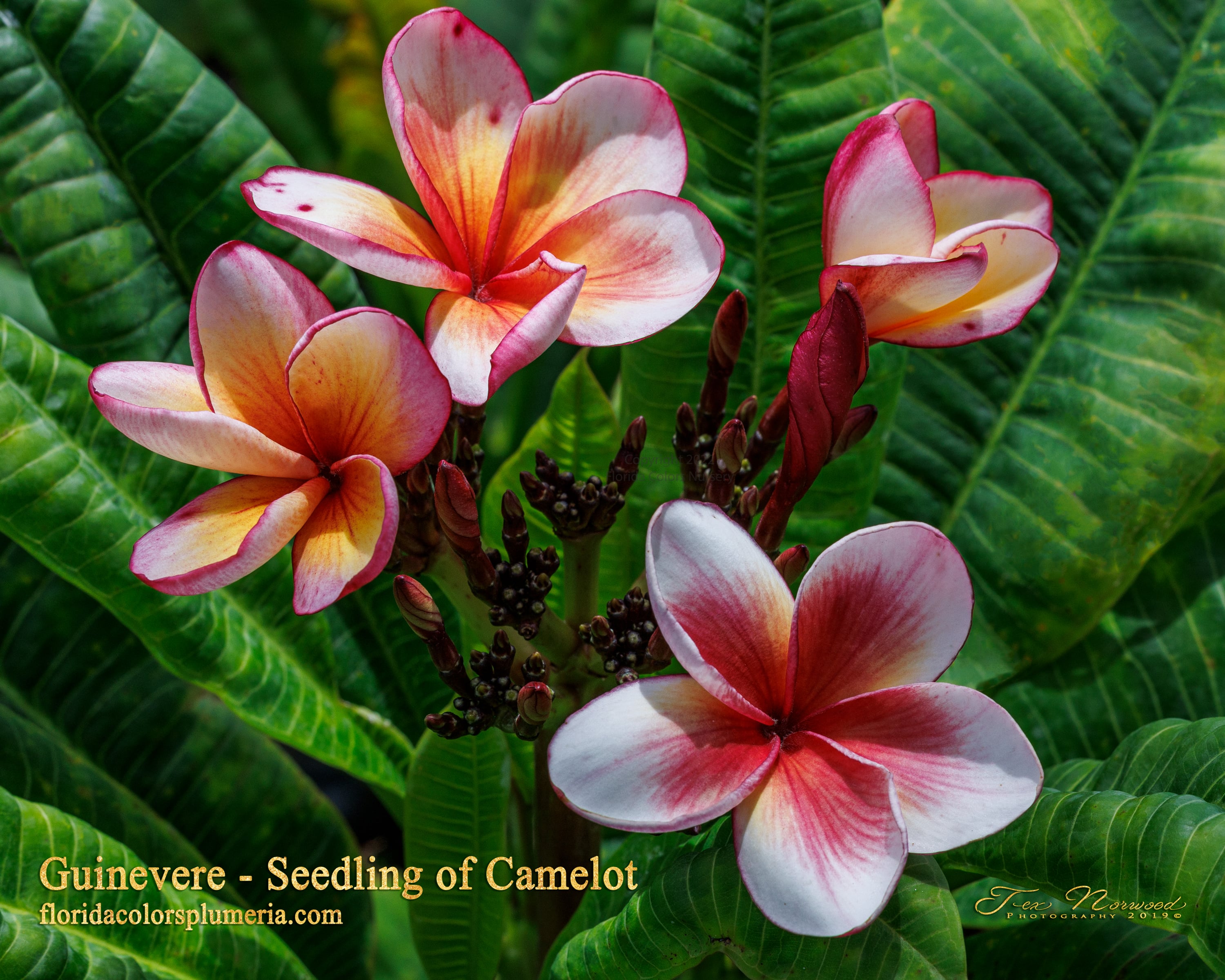 Guinevere plumeria photo