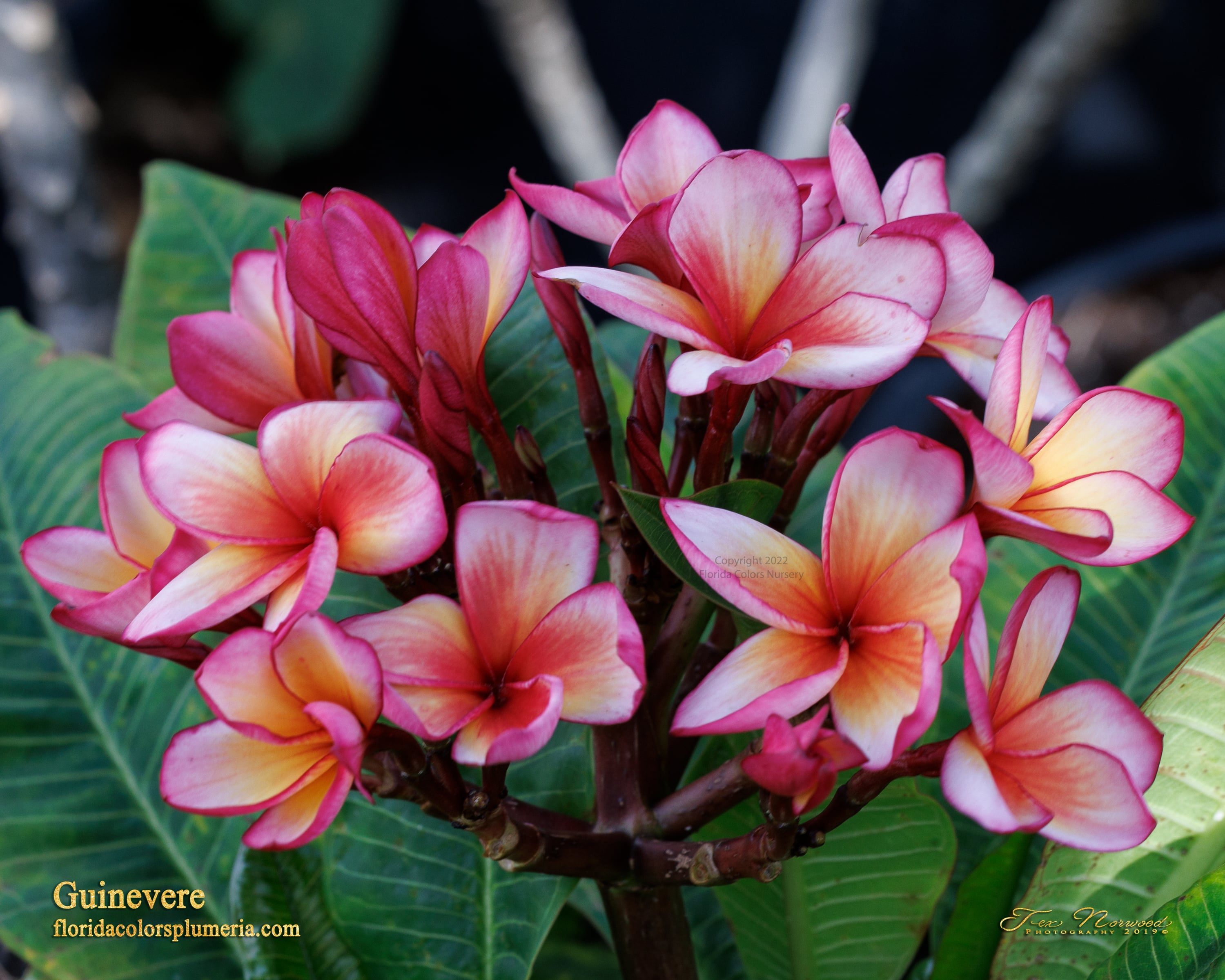 Guinevere plumeria photo
