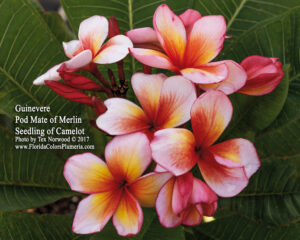 Guinevere plumeria photo