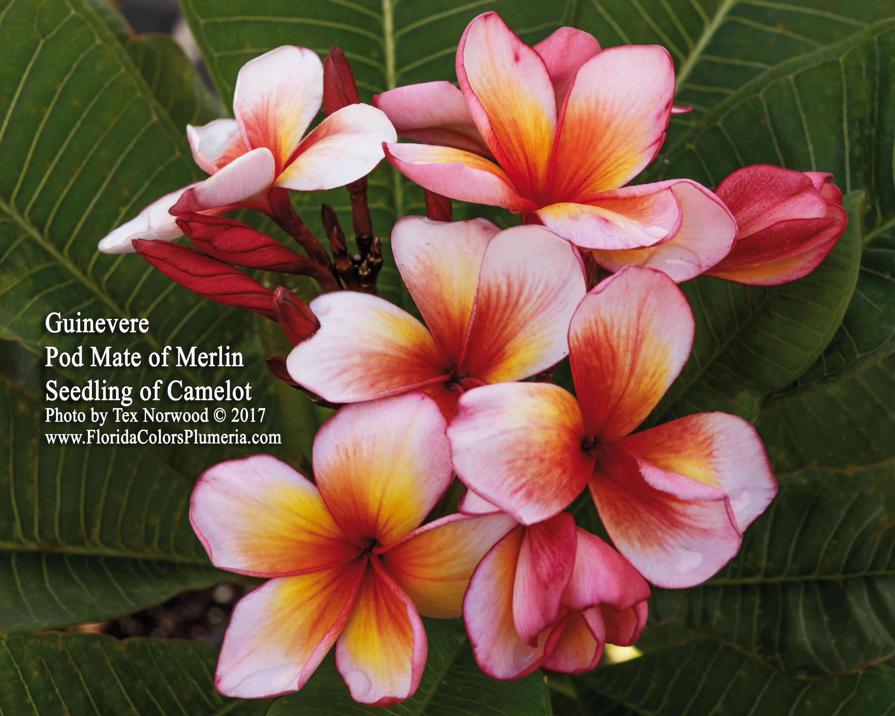 Guinevere plumeria photo