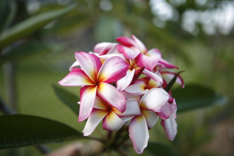 Gulf Stream plumeria photo