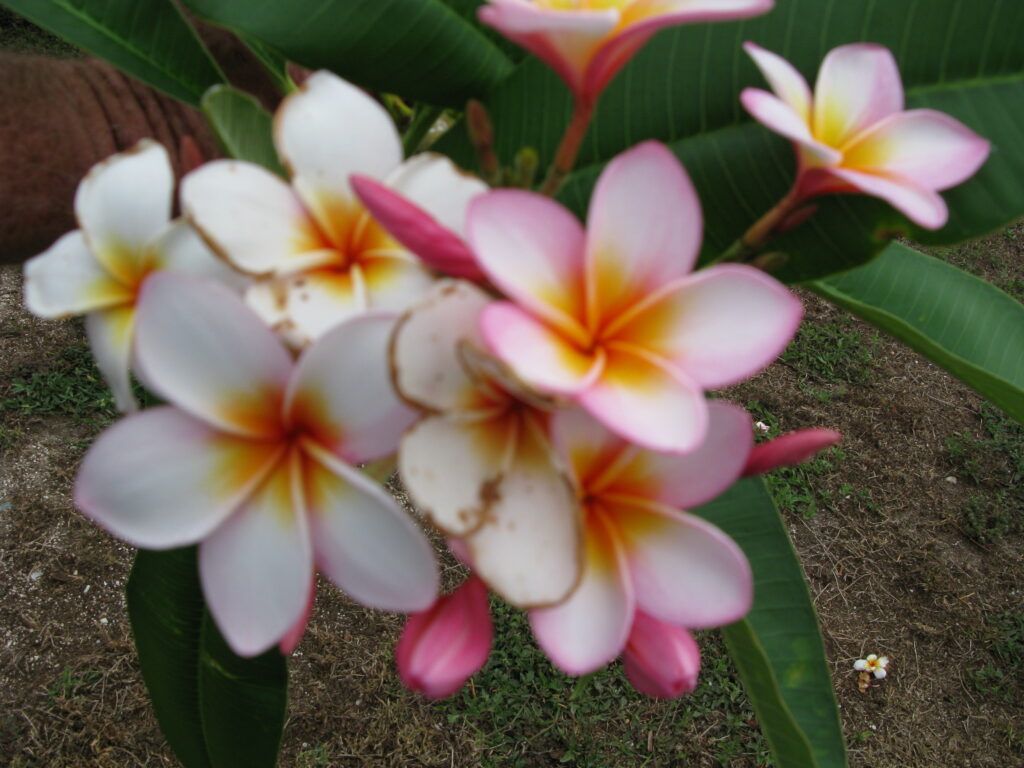 Gussie B plumeria photo