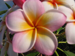Gussie B plumeria